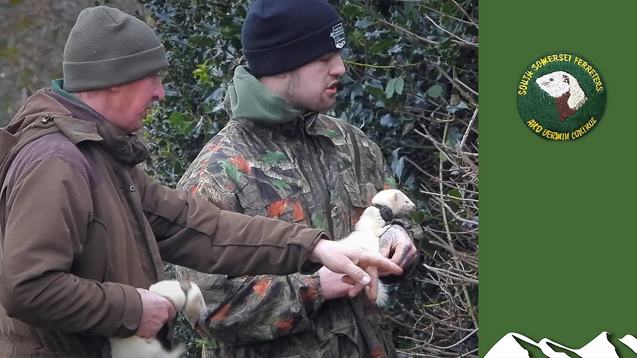 Catching Rabbits At A Turf Farm