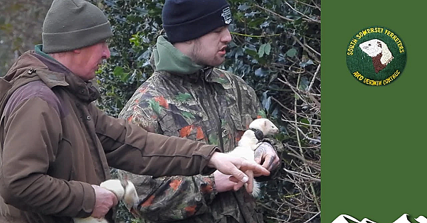 Catching Rabbits At A Turf Farm