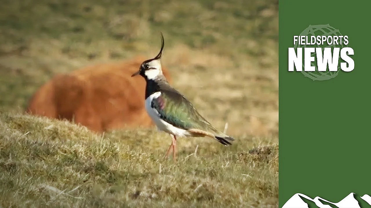 Will Boris's Biodiversity Boost Work?