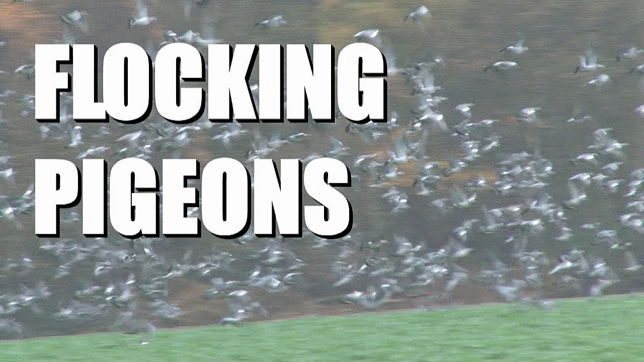 Andy Crow And Flocking Pigeons