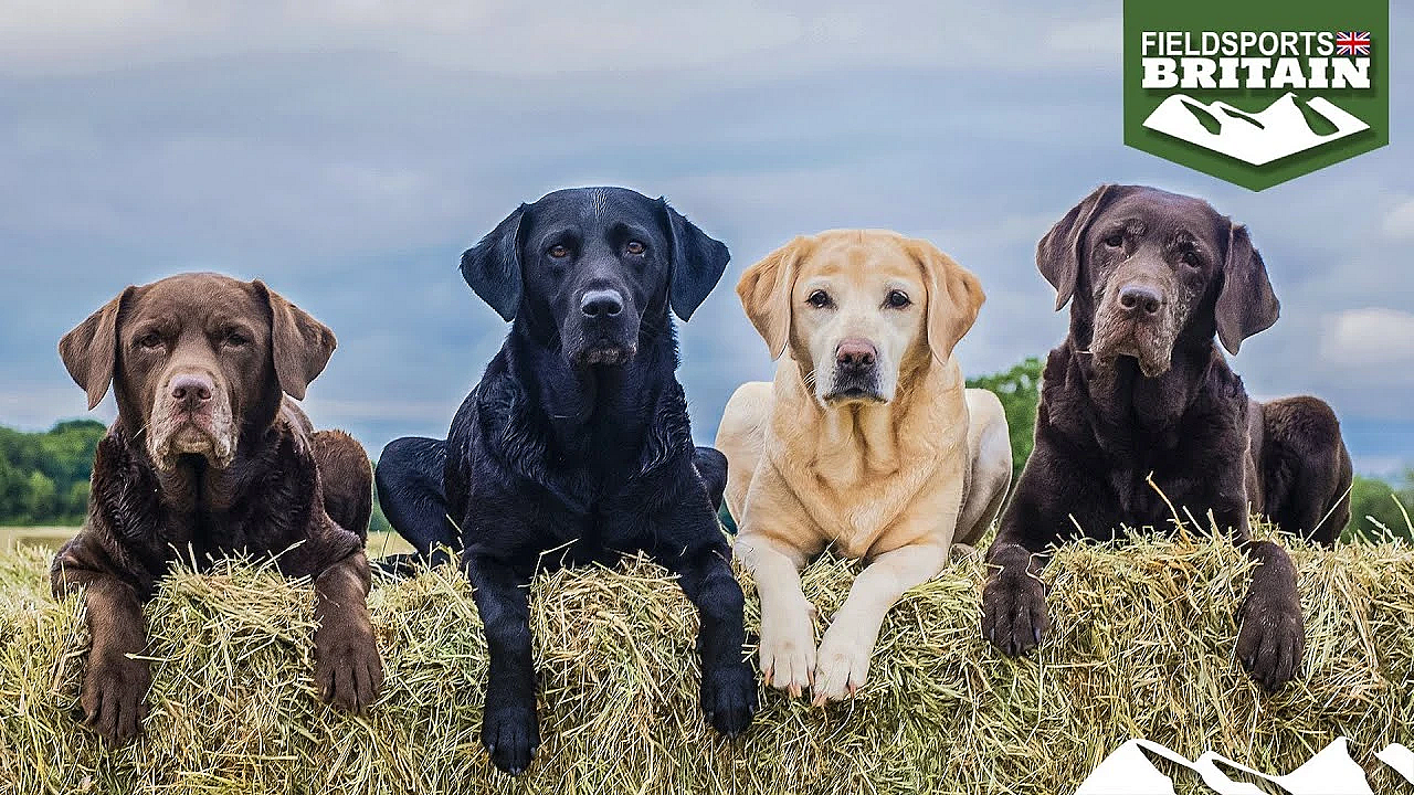 More Than A Gundog: The Labrador