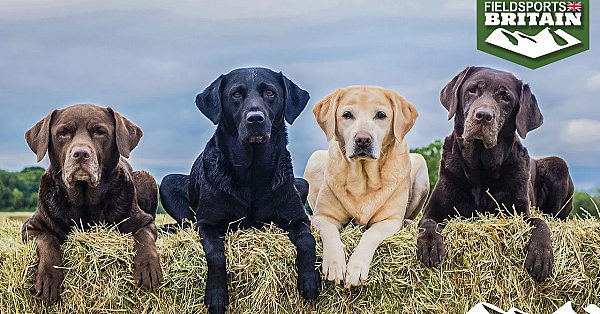 More Than A Gundog: The Labrador