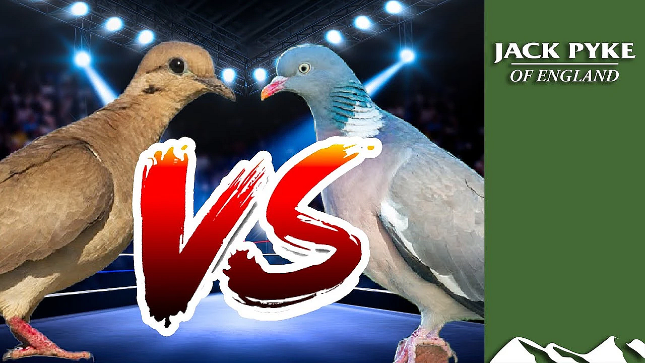 Doves Vs Woodpigeons - Andy Crow's In Argentina