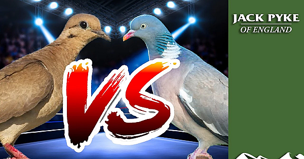 Doves Vs Woodpigeons - Andy Crow's In Argentina