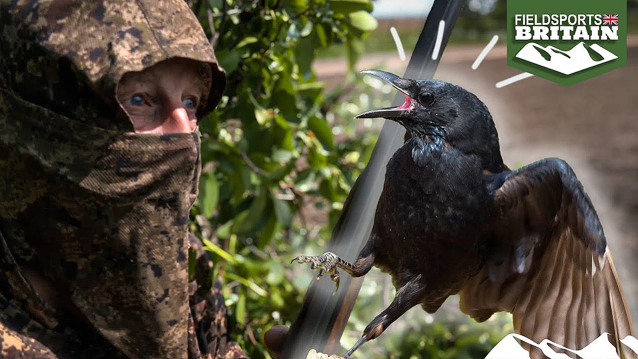 Crow Shooting: In The Hide With Andy Crow