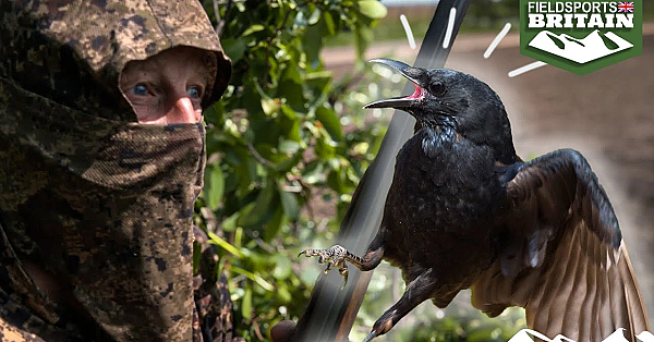 Crow Shooting: In The Hide With Andy Crow