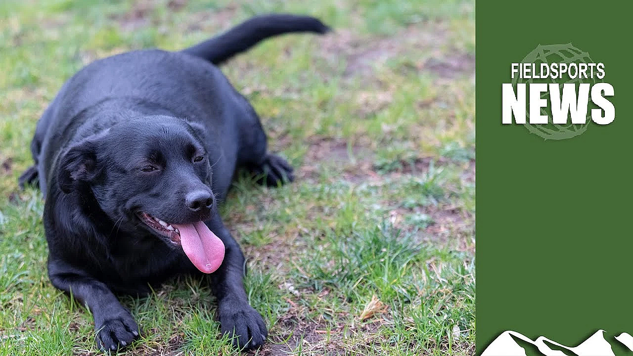 Dog Trainer Lams Into The Kennel Club