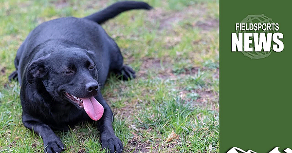 Dog Trainer Lams Into The Kennel Club