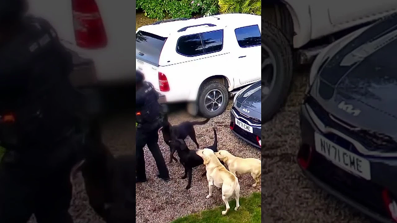 Emotional First Roebuck #fieldsportsbritain