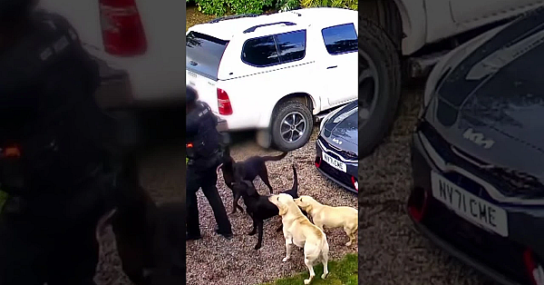 Emotional First Roebuck #fieldsportsbritain