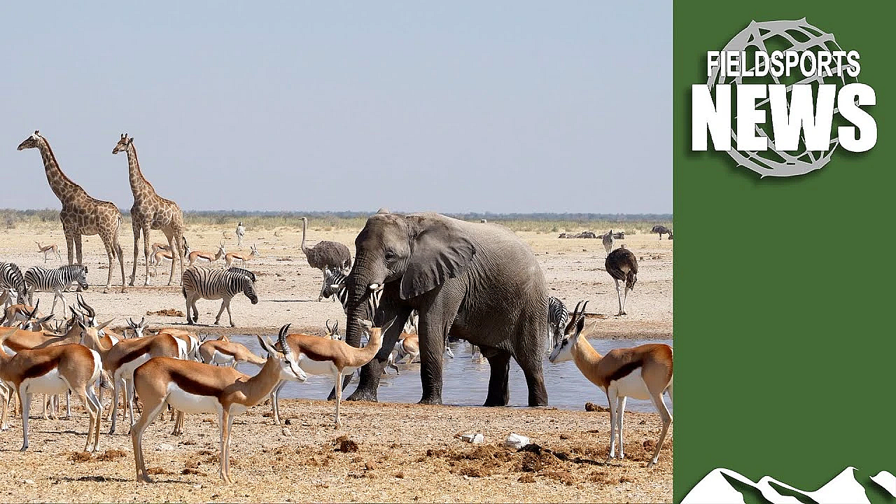 What The Uk Can Learn From Botswana About Looking After Animals