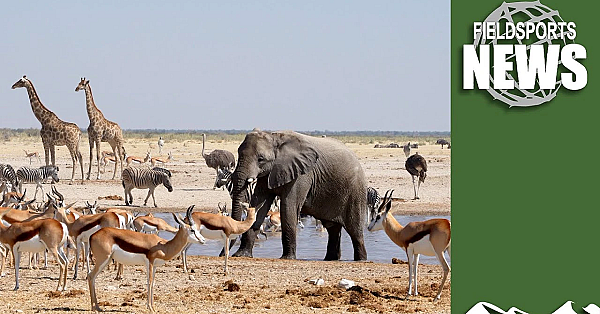 What The Uk Can Learn From Botswana About Looking After Animals