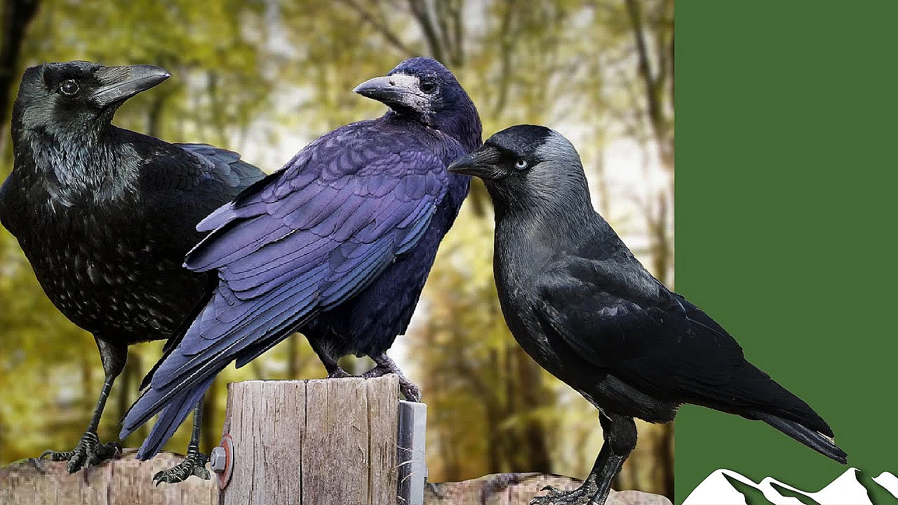 Crows, Rooks And Jackdaws: How To Tell The Difference