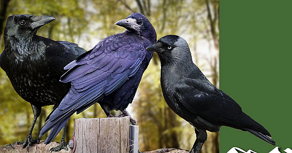Crows, Rooks And Jackdaws: How To Tell The Difference