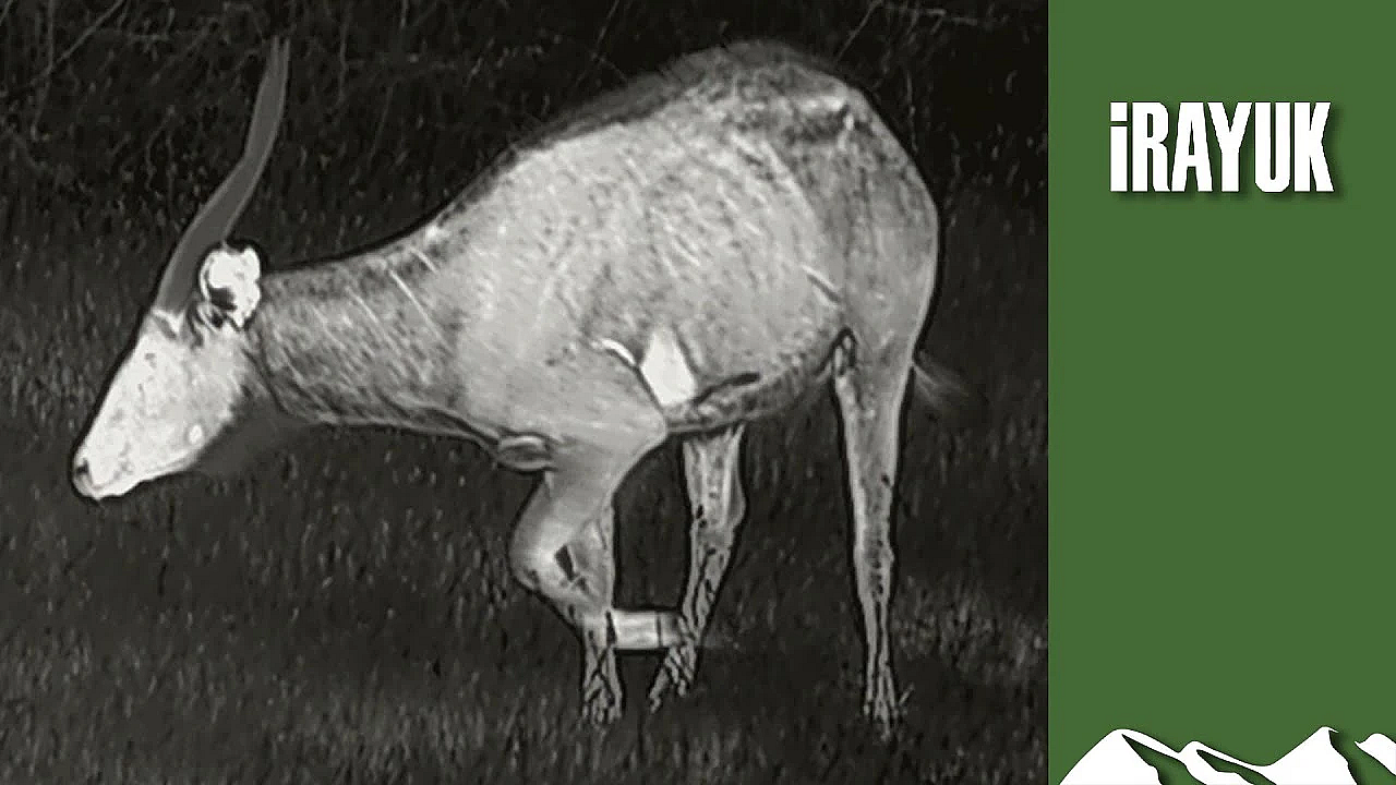 British Wildlife Park Where You Can Eat The Antelope