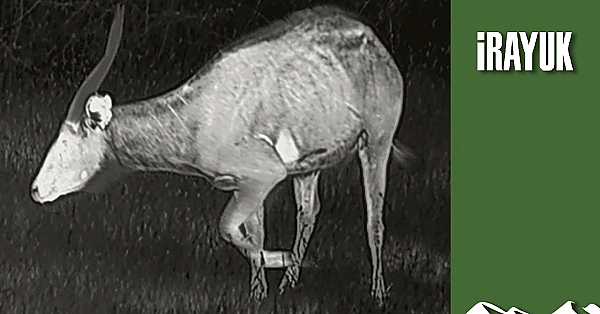British Wildlife Park Where You Can Eat The Antelope