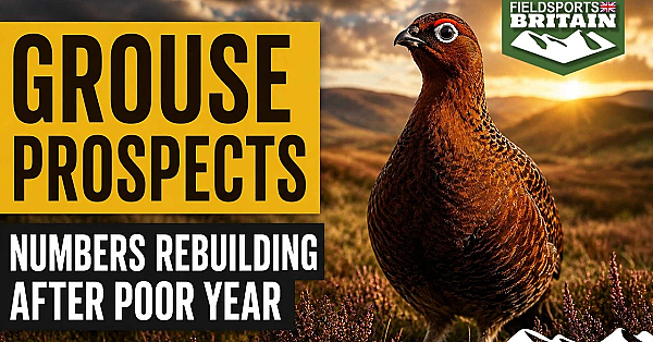 Grouse numbers bouncing back – Fieldsports News, 5 August 2026