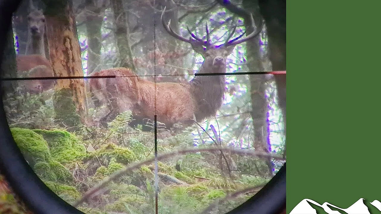 Day In The Life Of A Dartmoor Deer Manager