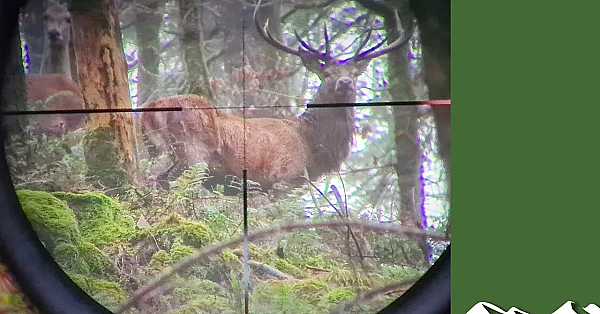 Day In The Life Of A Dartmoor Deer Manager