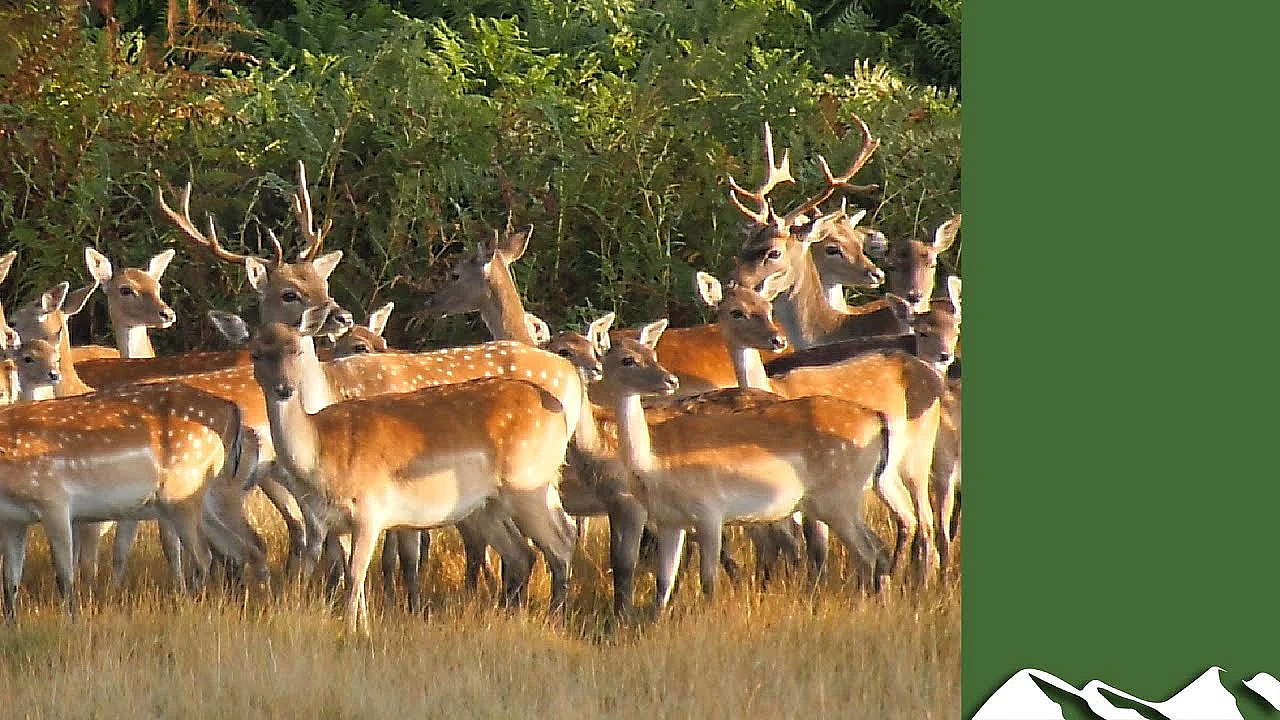 Fallow Herd Cull: Need To Shoot 20 Animals