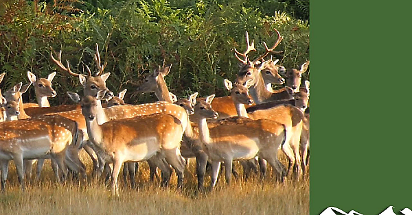 Fallow Herd Cull: Need To Shoot 20 Animals