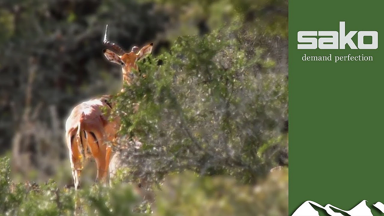 Impala Hunt In The Eastern Cape