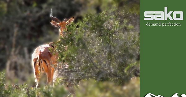 Impala Hunt In The Eastern Cape