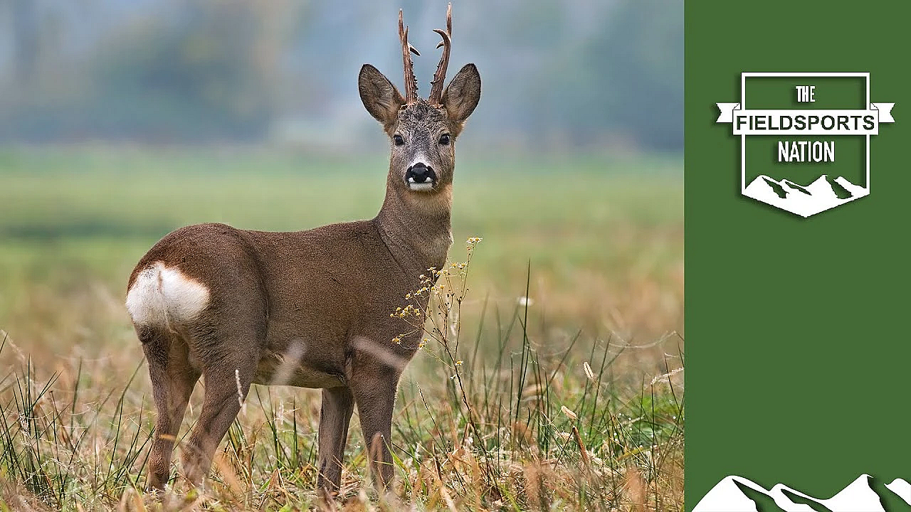 Scottish Roebuck: From Field To Skinning To Kilted Chef