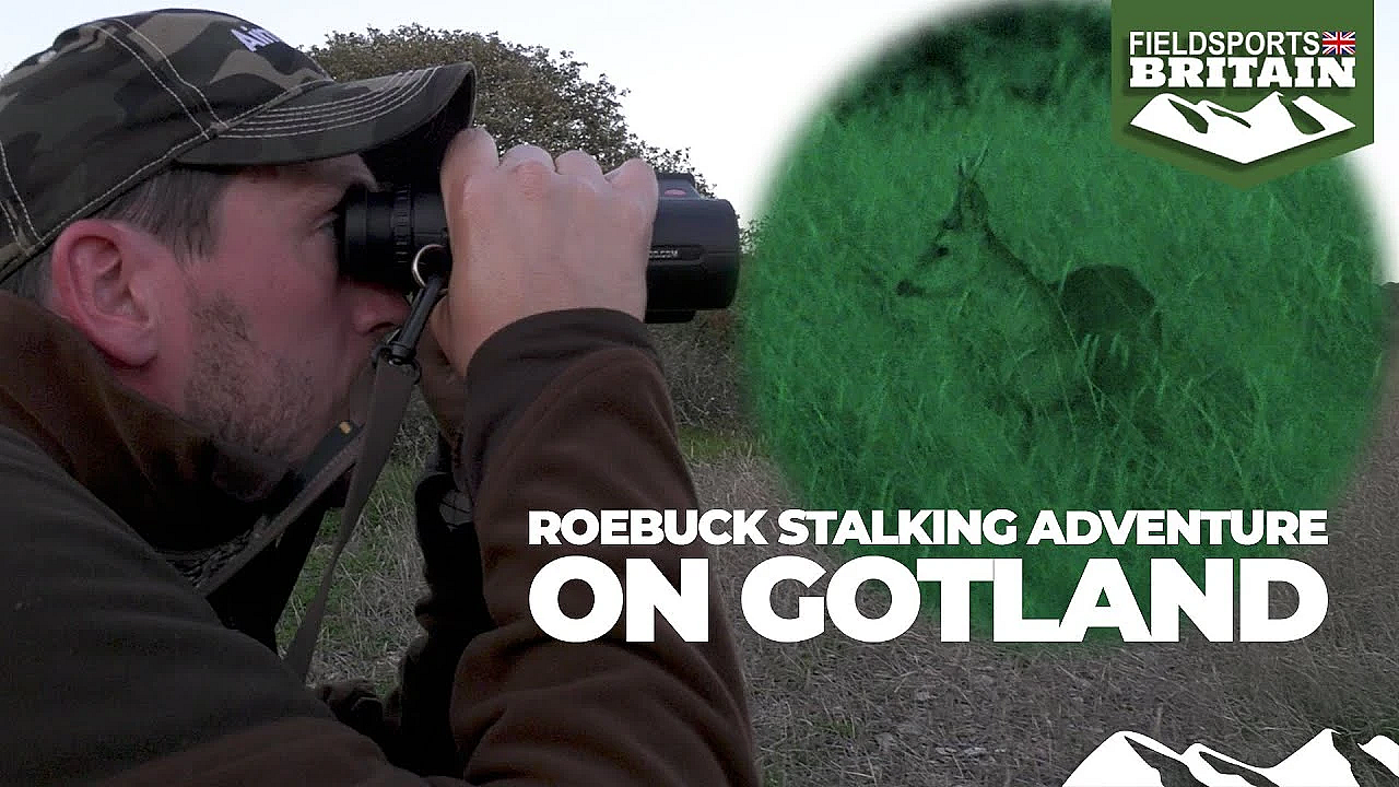 Roebuck Stalking Adventure On Gotland