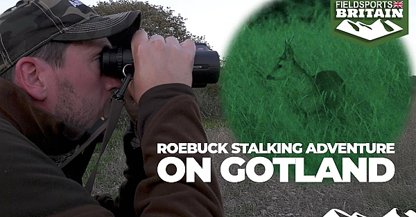 Roebuck Stalking Adventure On Gotland