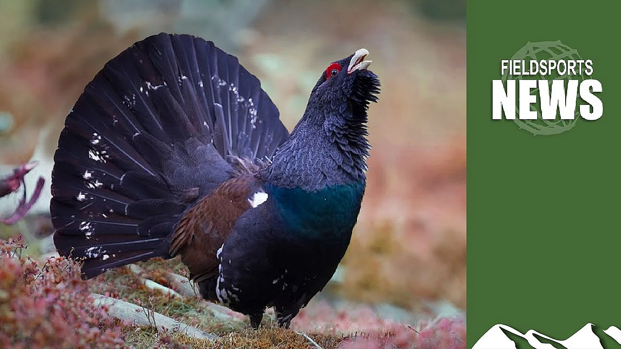 Rspb's Capercaillie Car Crash