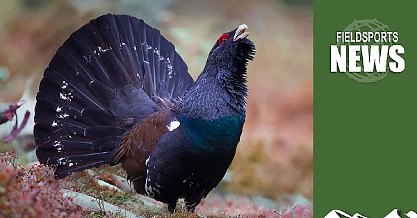 Rspb's Capercaillie Car Crash