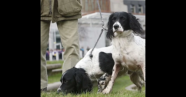 Gamekeepers call for right-to-roam review