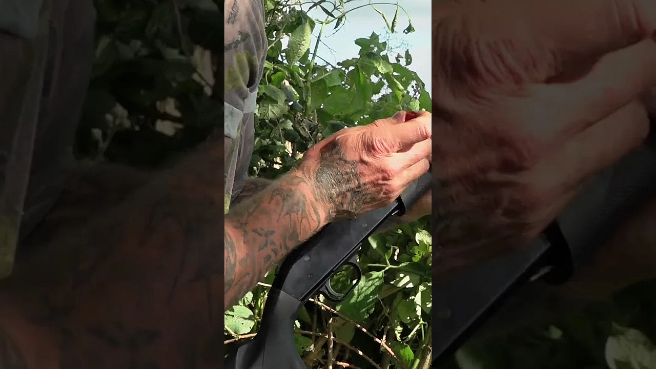 Dan Thor Decoys Pigeons With A Hushpower .410 #pigeonshooting