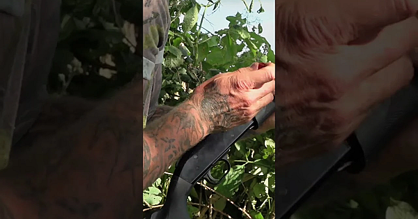 Dan Thor Decoys Pigeons With A Hushpower .410 #pigeonshooting