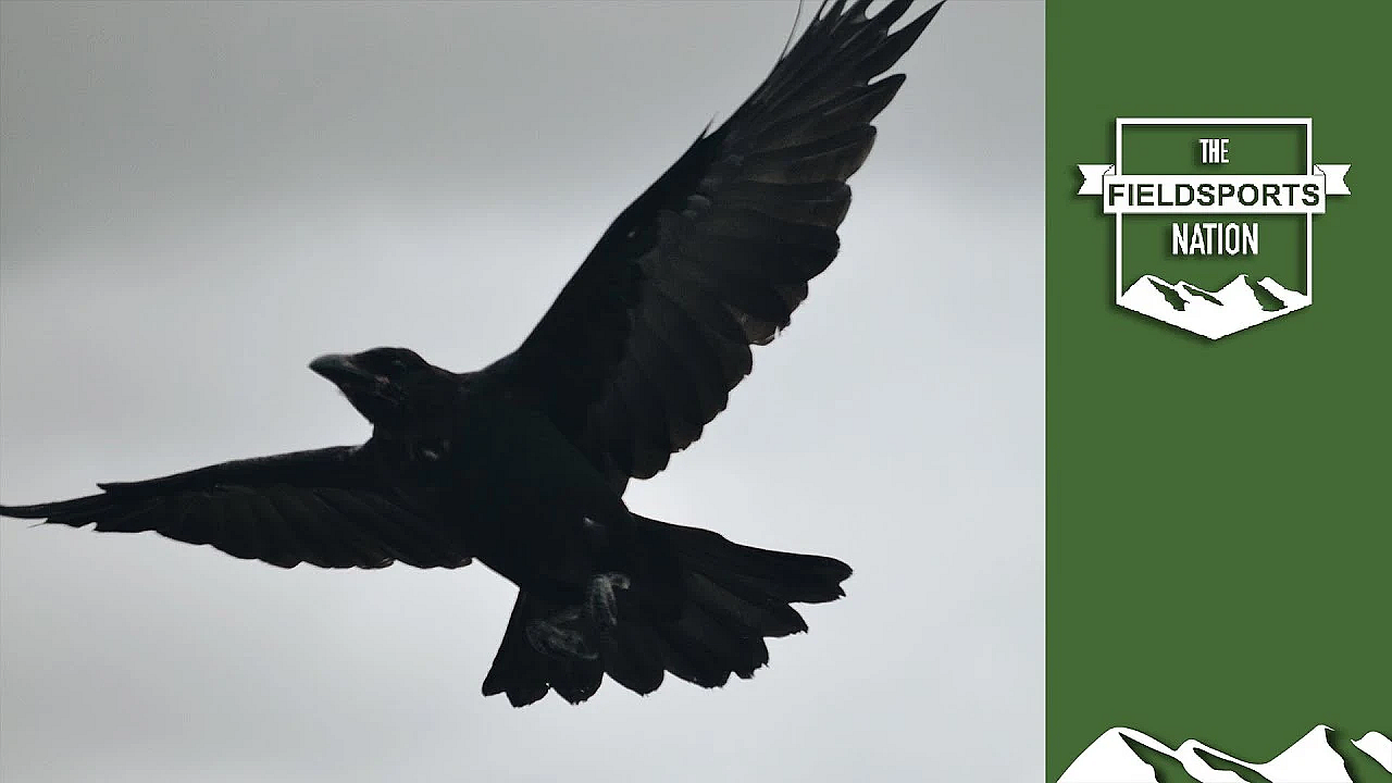 Beef Farm Crow Shoot