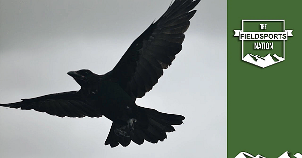 Beef Farm Crow Shoot