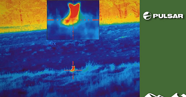 How To Spot Foxes And Deer With Thermal: Practicalities And Pitfalls