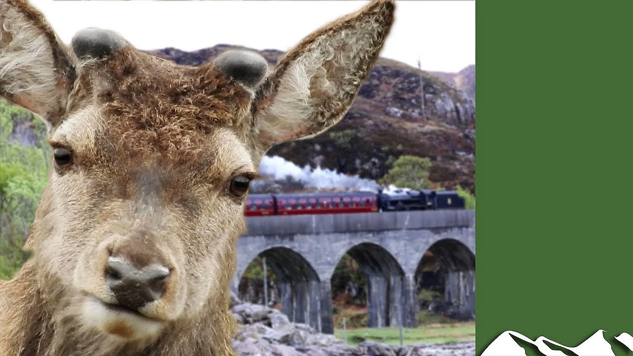 Deer Killer Steam Engine - A Year In The Life Of Highland Sport Part 1