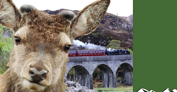 Deer Killer Steam Engine - A Year In The Life Of Highland Sport Part 1