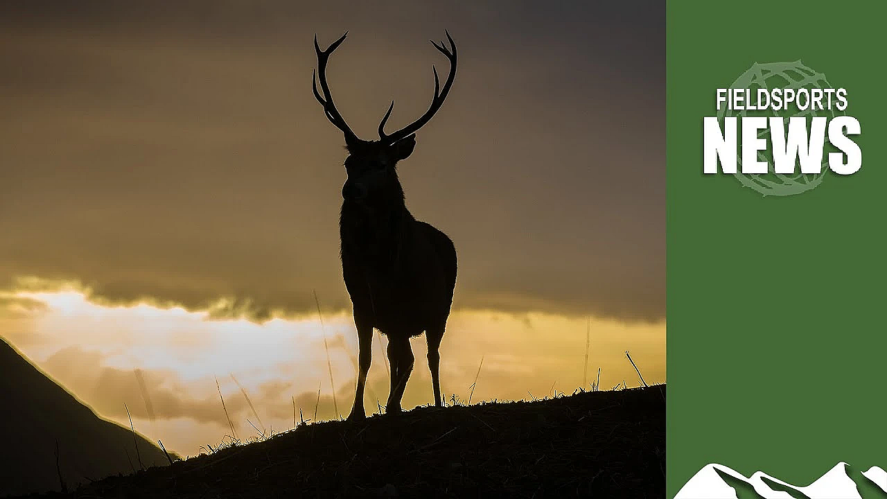 John Muir Trust Shoots £100,000-worth Of Deer Out Of Season