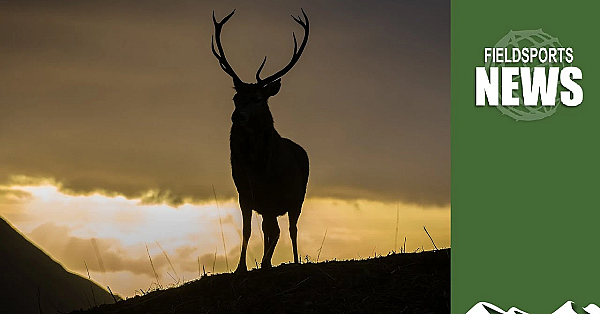 John Muir Trust Shoots £100,000-worth Of Deer Out Of Season