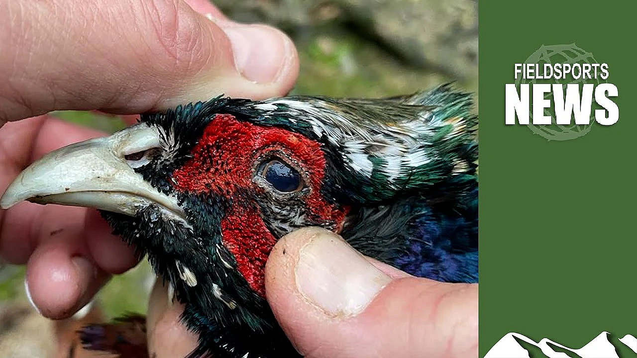 Bird Flu 2022: What Should Shoots And Shooters Do?