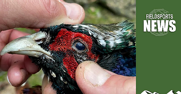 Bird Flu 2022: What Should Shoots And Shooters Do?