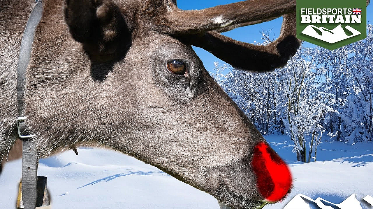 Why Reindeer Click With The Sami