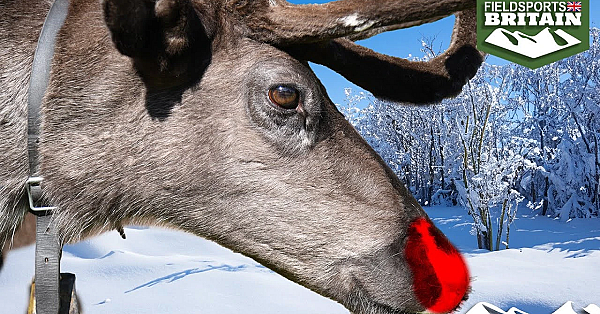 Why Reindeer Click With The Sami