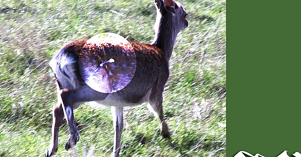Roy Lupton Learns To Dart Deer