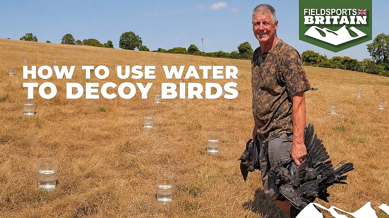 How to use water to decoy birds