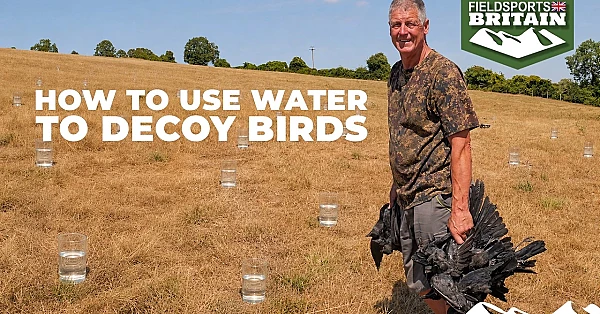 How to use water to decoy birds