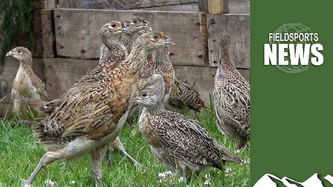 Gamebird Shortages: How Are Shoots Coping?